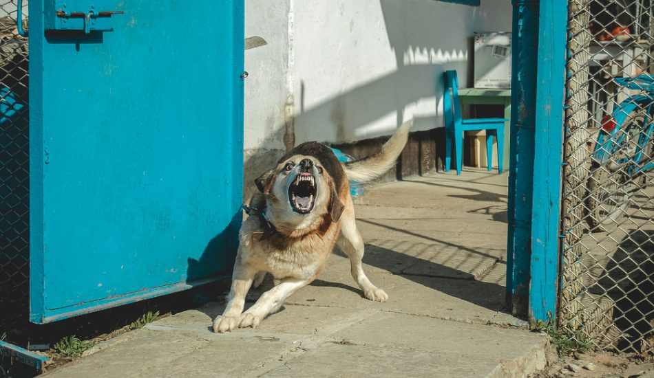 Ataques de animales en Myrtle Beach - Ataque de animales - Responsabilidad objetiva - Ley de mordeduras de perro en SC
